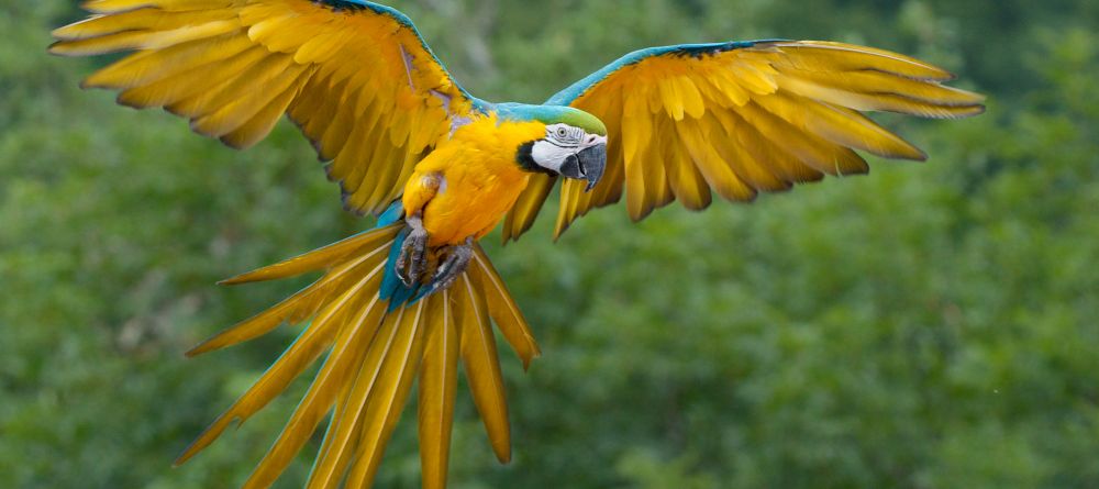 A macaw takes flight at Plettenberg Hotel, Plettenberg, South Africa - Image 12