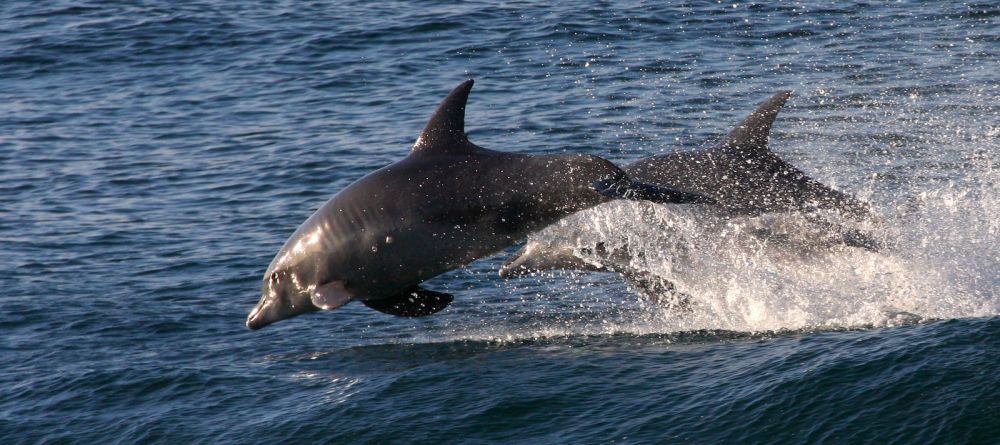 Dolphins leaping through the waves at Plettenberg Hotel, Plettenberg, South Africa - Image 13