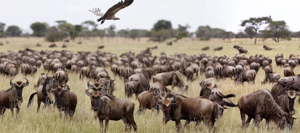 Singita Explore wildebeest - Image 1