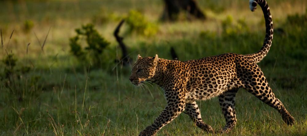 Kicheche Fly Camp - Image 2