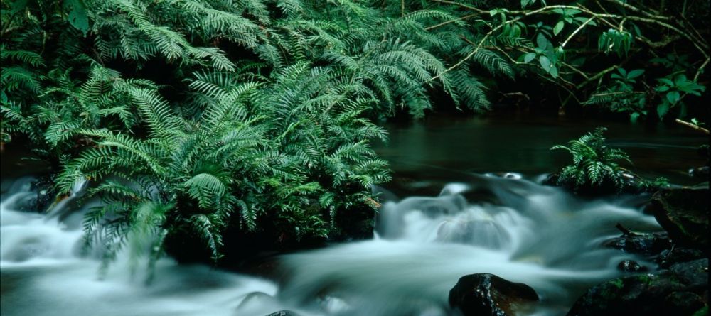 Ferns at the river at Buhoma Lodge Bwindi, Bwindi Impenetrable Forest, Uganda - Image 9