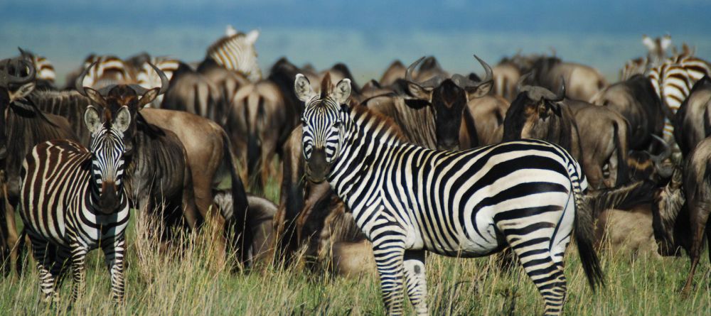 The wildlife at Kwihala Camp, Ruaha National Park, Tanzania - Image 1