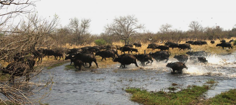 The migration at Xakanaxa Camp, Moremi Game Reserve, Botswana (Frank de Rijck) - Image 10