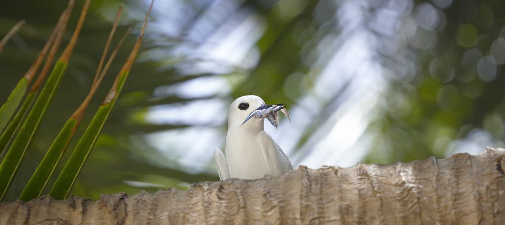 Fregate Island Resort, Fregate Island, Seychelles - Image 17