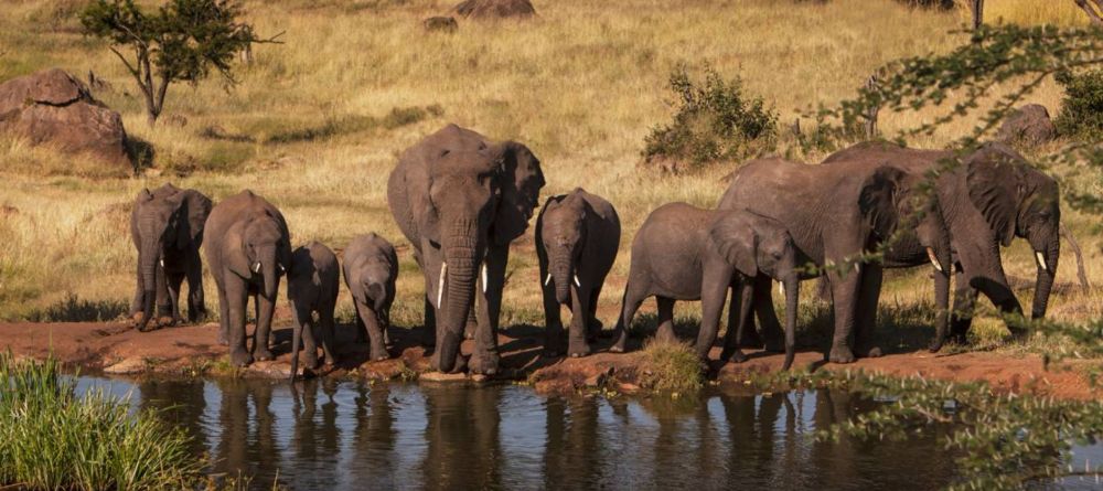A majestic herd of elephants gather at the watering hole at The Four Seasons Safari Lodge, Serengeti National Park, Tanzania - Image 5