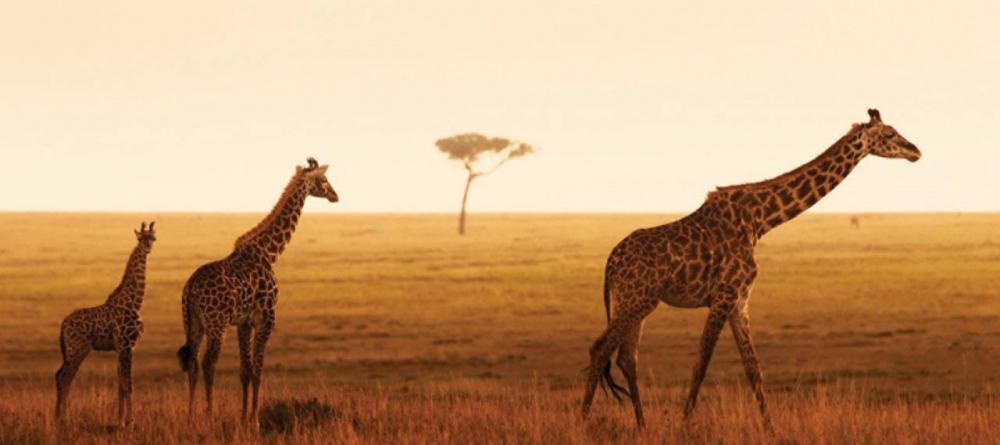 A family of giraffes pass by during sunset at The Four Seasons Safari Lodge, Serengeti National Park, Tanzania - Image 6