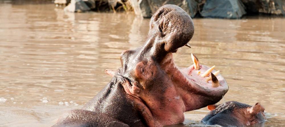 See the hippos, King of the Rivers, at The Four Seasons Safari Lodge, Serengeti National Park, Tanzania - Image 9