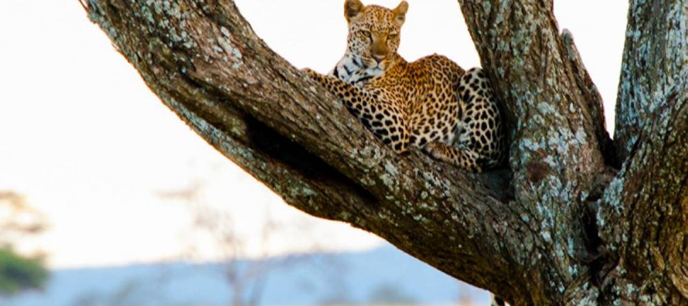 A beautiful leopard relaxes in a tree at The Four Seasons Safari Lodge, Serengeti National Park, Tanzania - Image 11