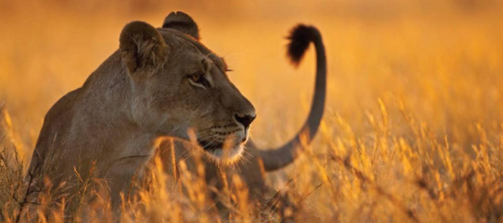 An alert lioness scans the plains at The Four Seasons Safari Lodge, Serengeti National Park, Tanzania - Image 13
