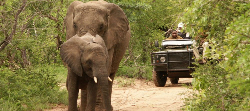 Game drive gives many chances to see incredible wildlife at Shumbalala Game Lodge, Thornybush Game Reserve, South Africa - Image 7