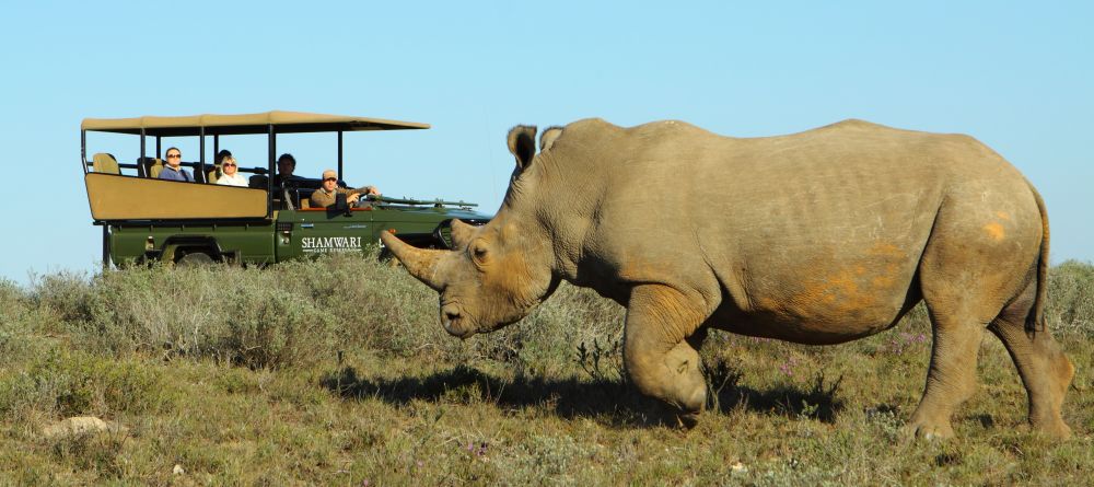 A rhino walks by a game drive at Shamwari Long Lee Manor, Shamwari Game Reserve, South Africa - Image 8