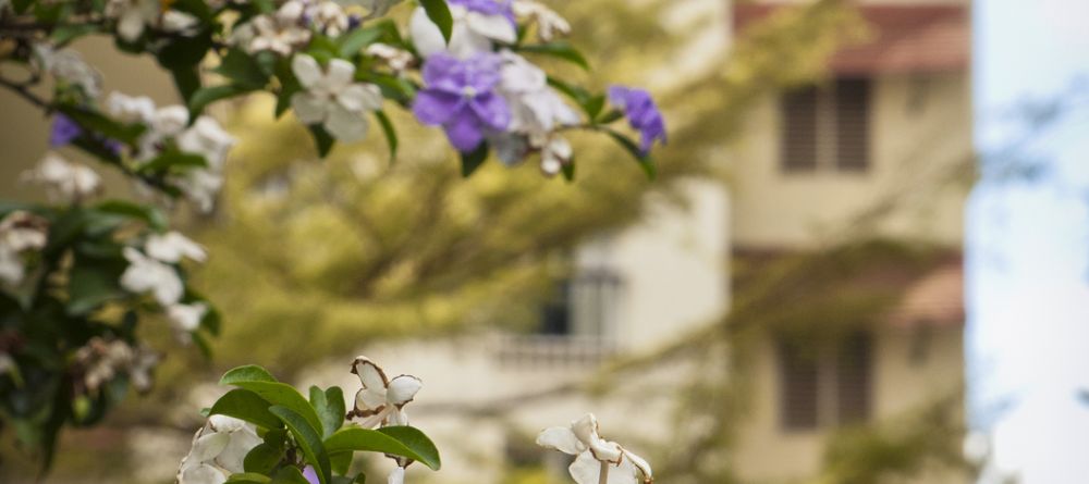 Garden details at The Arusha Hotel, Arusha, Tanzania - Image 7