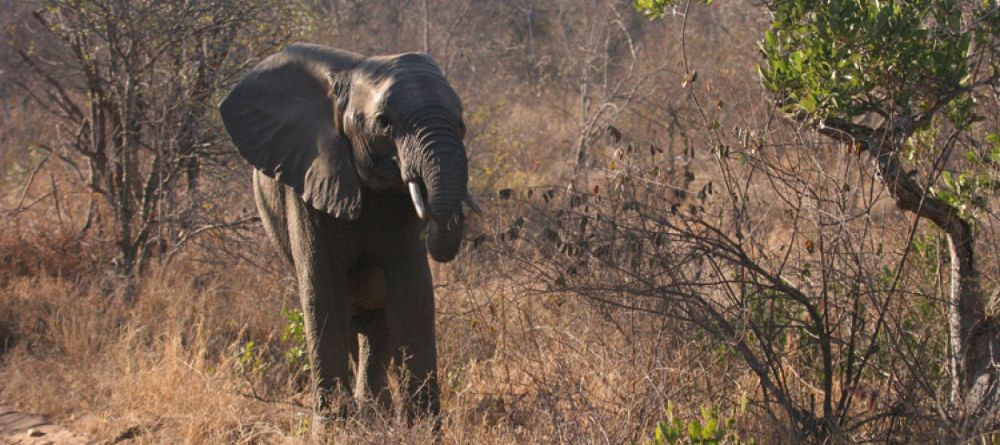 A elephant stops by camp at Little Garonga, Kruger National Park, South Africa - Image 2
