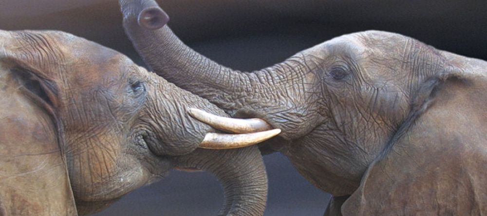 A pair of elephants spotted during a game drive at Little Garonga, Kruger National Park, South Africa - Image 3