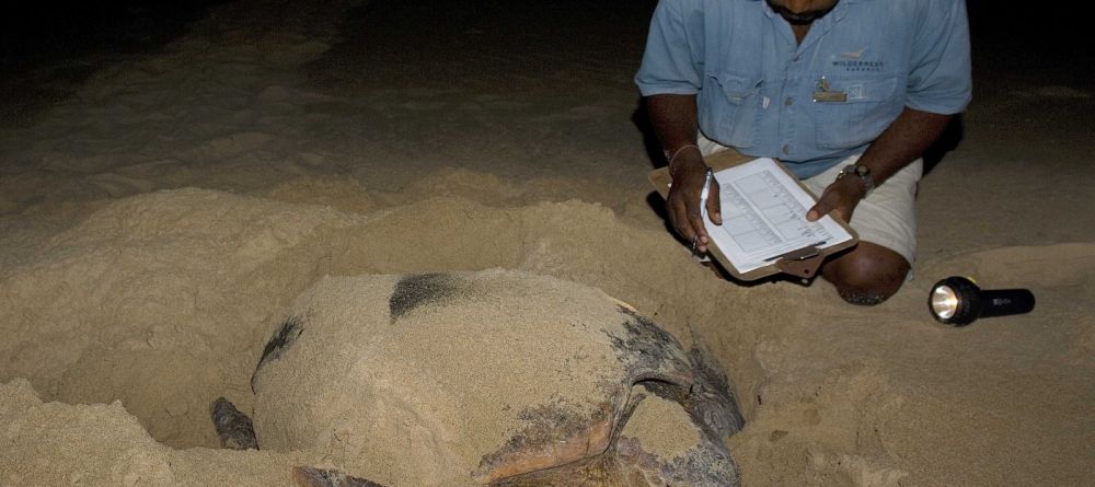Gathering sea turtle research information- Rocktail Beach Camp, KwaZulu-Natal, South Africa Â© Dana Allen - Image 1