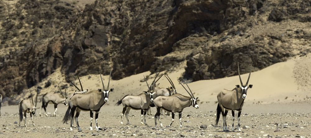 Gemsbok at Hoanib Skelton Coast by Dana Allen - Image 5