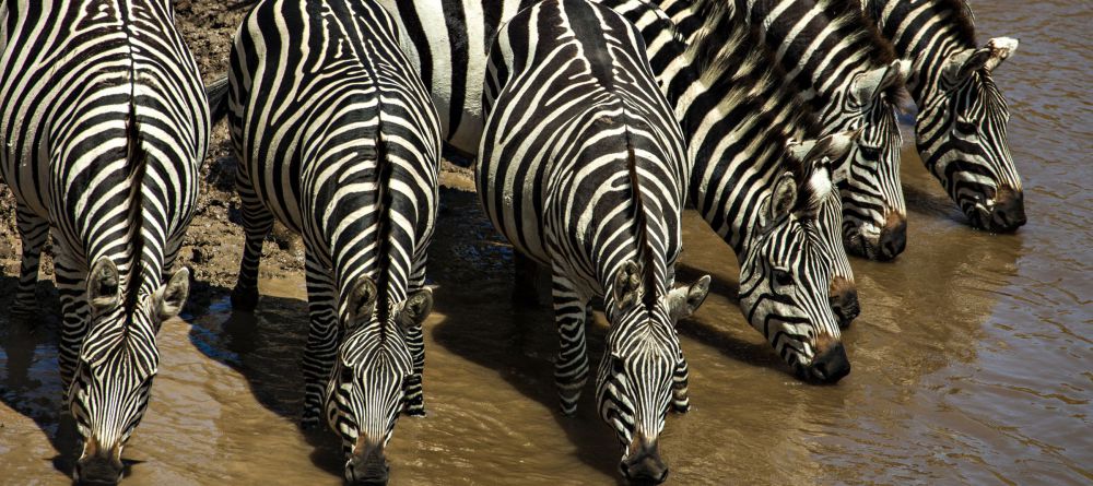Olonana Safari Camp - Image 2