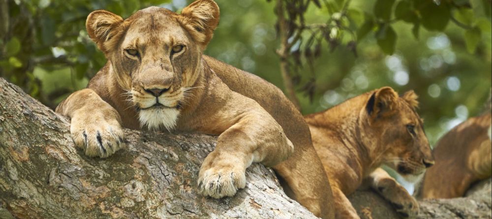 Bush Lodge - Lion - Image 5
