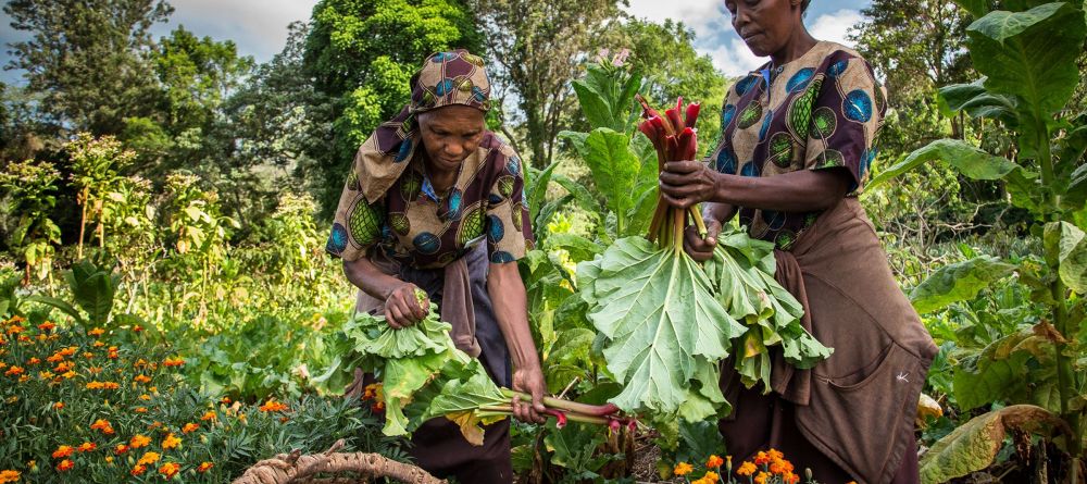 Gibbs Farm, Karatu, Tanzania - Image 16