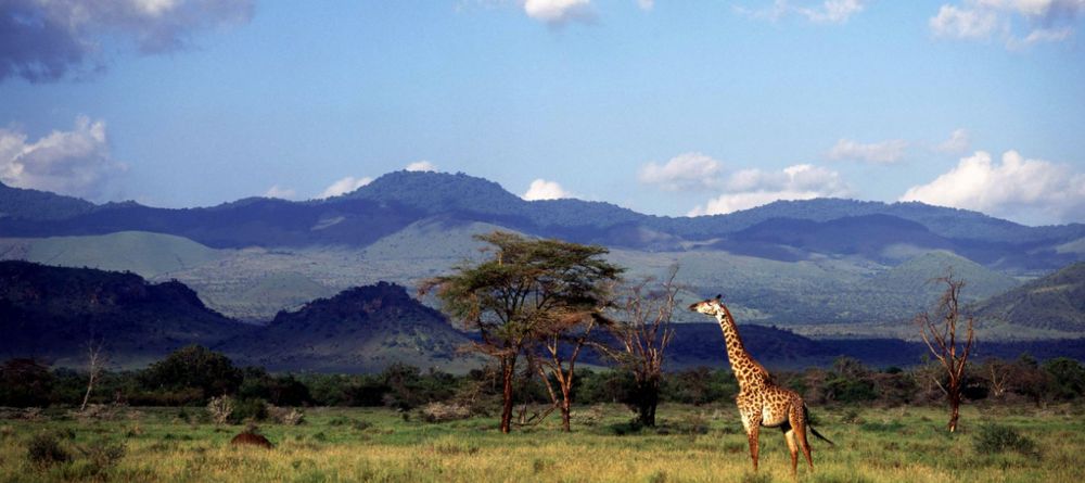 Giraffe in the Chyulu Hills- Campi ya Kanzi, Chyulu Hills, Kenya - Image 14