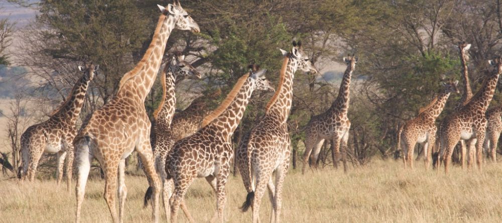 A giraffe herd at Ngare Serian Camp, Masai Mara National Reserve, Kenya - Image 17