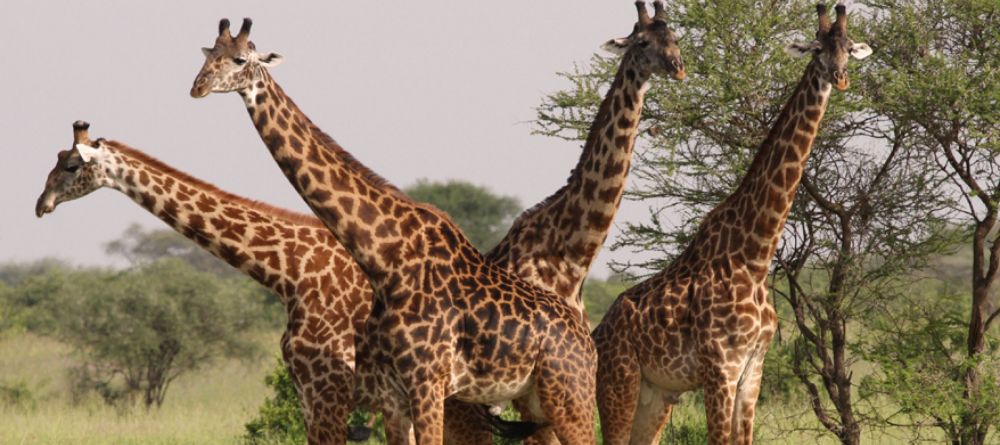 Giraffes at Ngorongoro Crater - Image 6