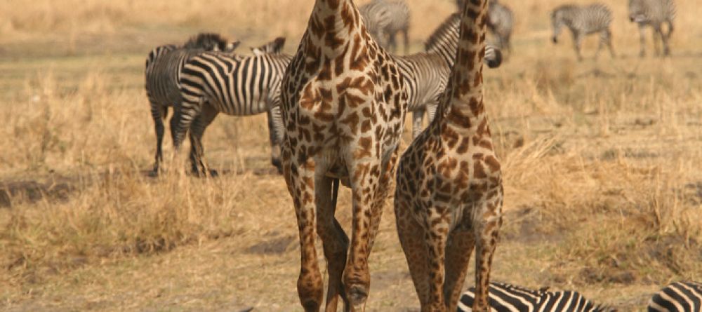 Giraffes walking among the zebra and eland at Katuma Bush Camp, Katavi National Park, Tanzania - Image 4