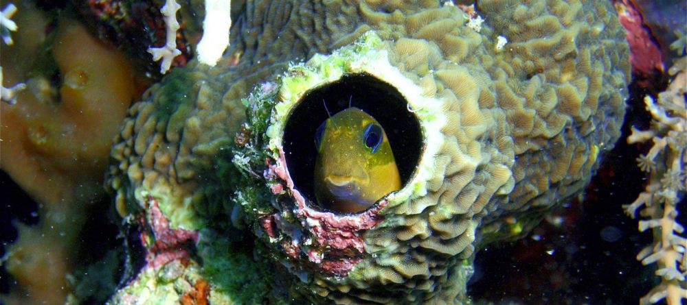 Fundu Lagoon Goby - Image 8
