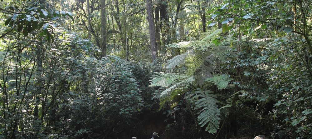 Gorilla Forest Camp, Bwindi Impenetrable Forest, Uganda - Image 15