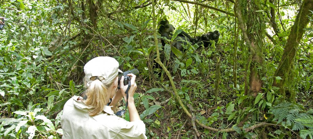 Gorilla Forest Camp, Bwindi Impenetrable Forest, Uganda - Image 16