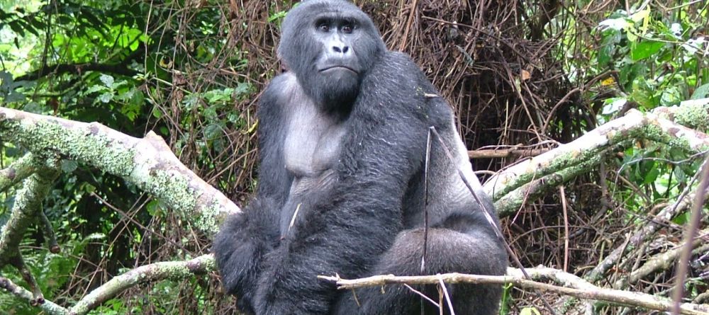 Gorilla at Engagi Lodge, Bwindi Impenetrable Forest, Uganda - Image 11