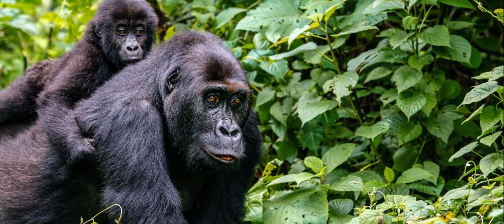 Gorillas - Image 4