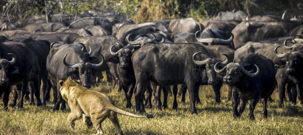 Where: Lewa Conservancy, KenyaSet in the rolling foothills of Mt Kenya, this conservancy is one of Africa’s most successful conservation stories with thriving populations of rhinos, innovative elephant monitoring programs, big cats,  and a collection of - Image 11