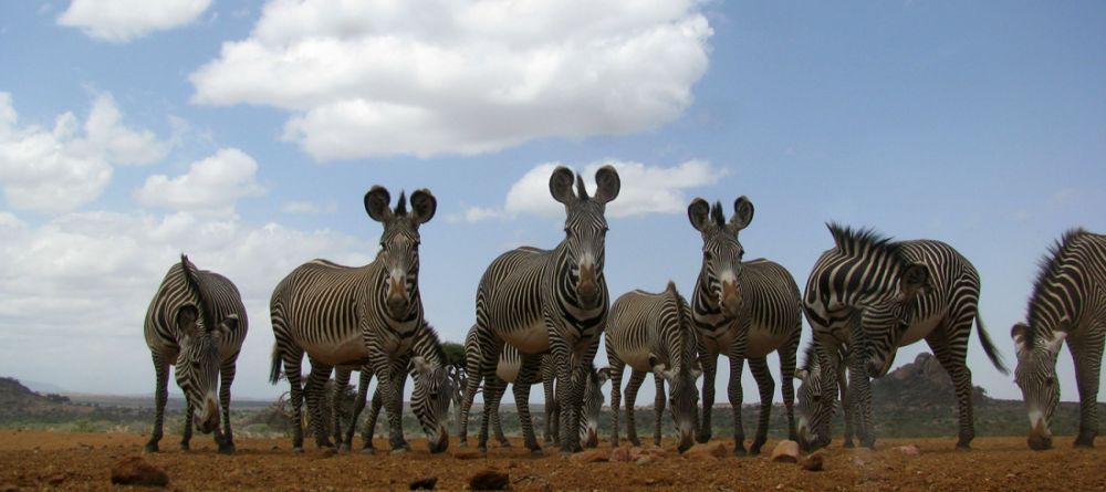 Grevy's Zebra - Image 3