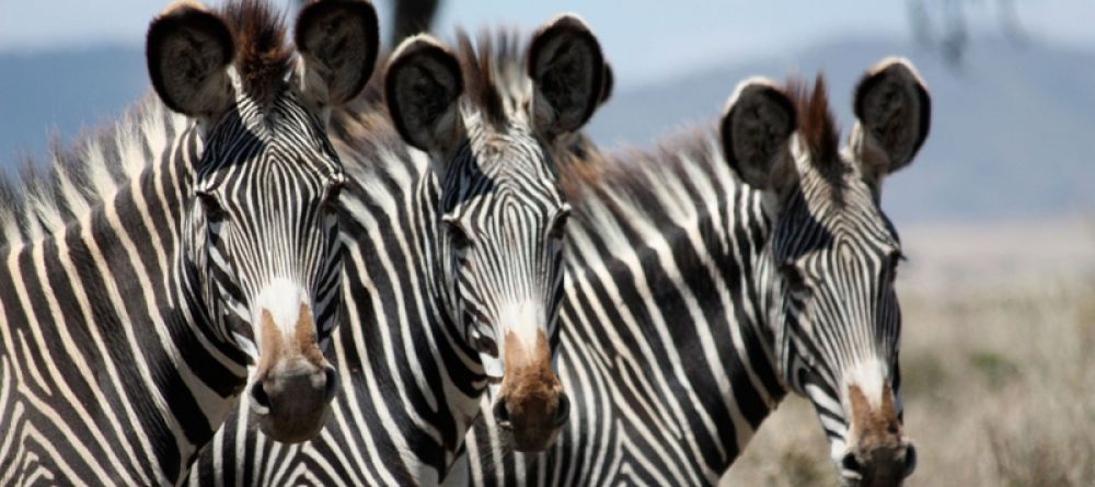 Grevys Zebra - Image 10