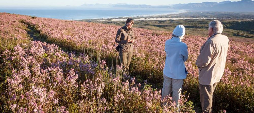 Grootbos Walks in the fynbos - Image 4