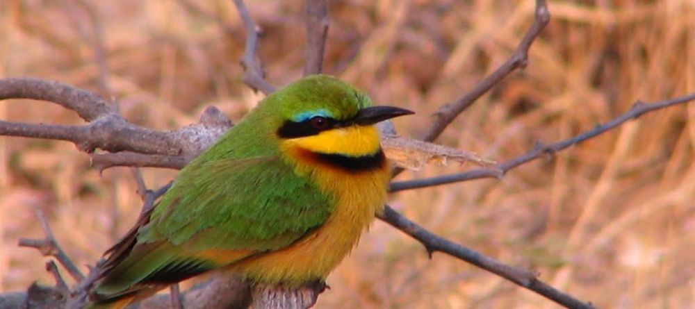 Bee-eater at Guma Lagoon Camp, Okavango Delta, Botswana - Image 12