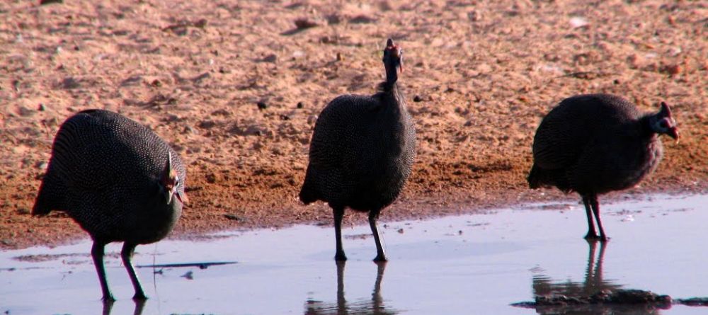 Guinea fowl at Guma Lagoon Camp, Okavango Delta, Botswana - Image 15
