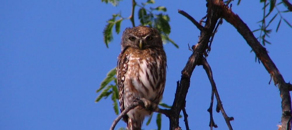 Pearl-spotted owl at Guma Lagoon Camp, Okavango Delta, Botswana - Image 17