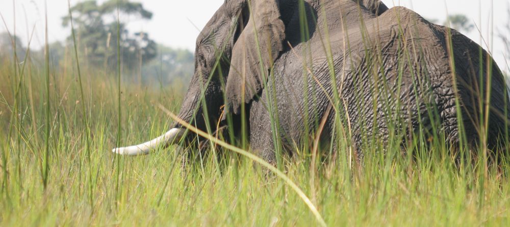 Elephant at Gunns Camp, Okavango Delta, Botswana - Image 4