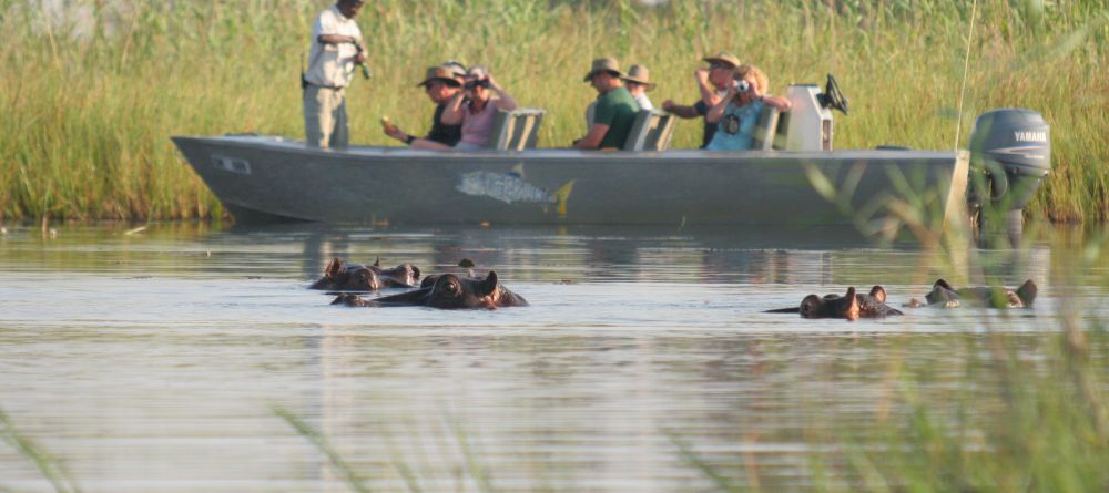 Hippos near the boat at Gunns Camp, Okavango Delta, Botswana - Image 5