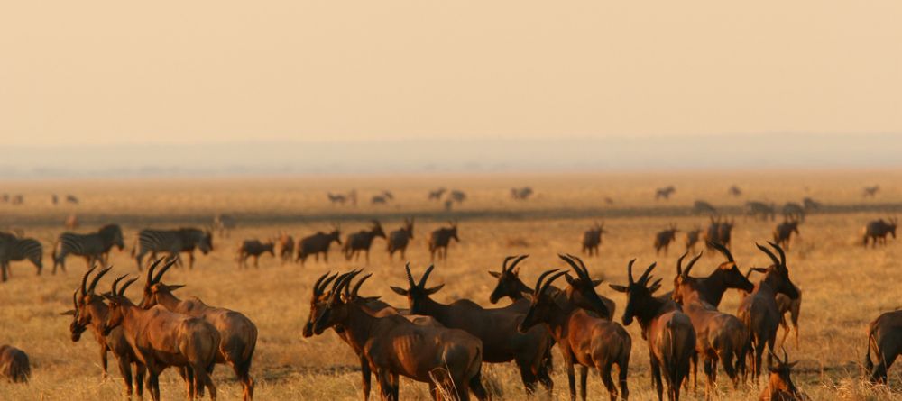 All of the herds on the plains at Katuma Bush Camp, Katavi National Park, Tanzania - Image 5
