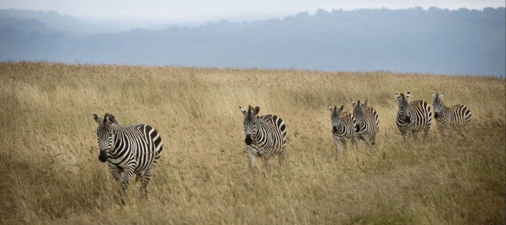 The Highlands - Wildlife - Image 4