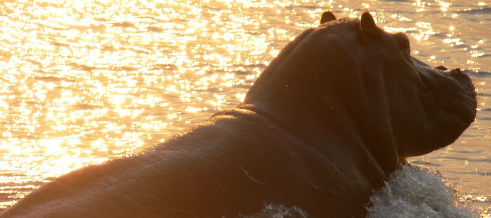 Hippo at sunset on the delta at Guma Lagoon Camp, Okavango Delta, Botswana - Image 5