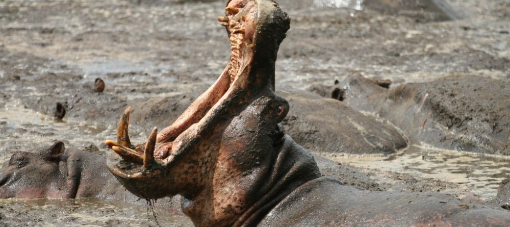 A hippo bellowing at Katuma Bush Camp, Katavi National Park, Tanzania - Image 6