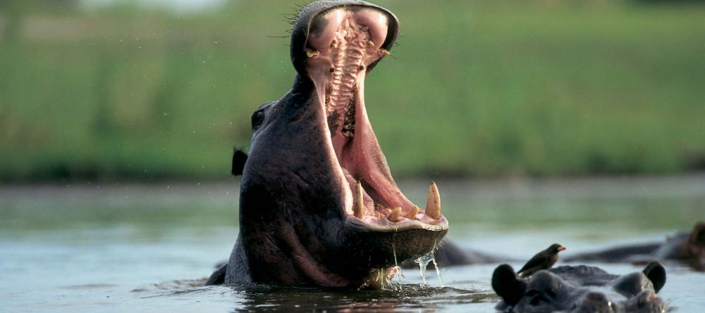 HIppos at Chikwenya - Image 3