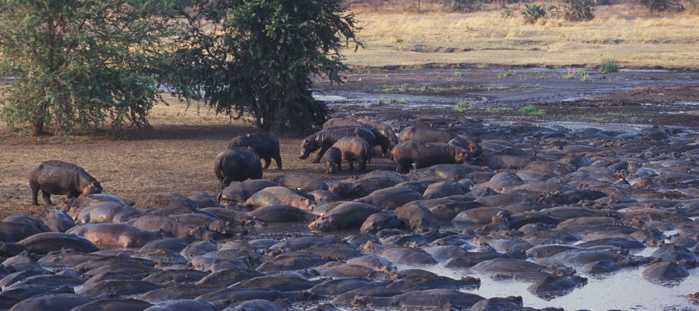 Hippos galore! at Chada Katavi Camp, Katavi National Park, Tanzania Â© Nomad Tanzania - Image 13