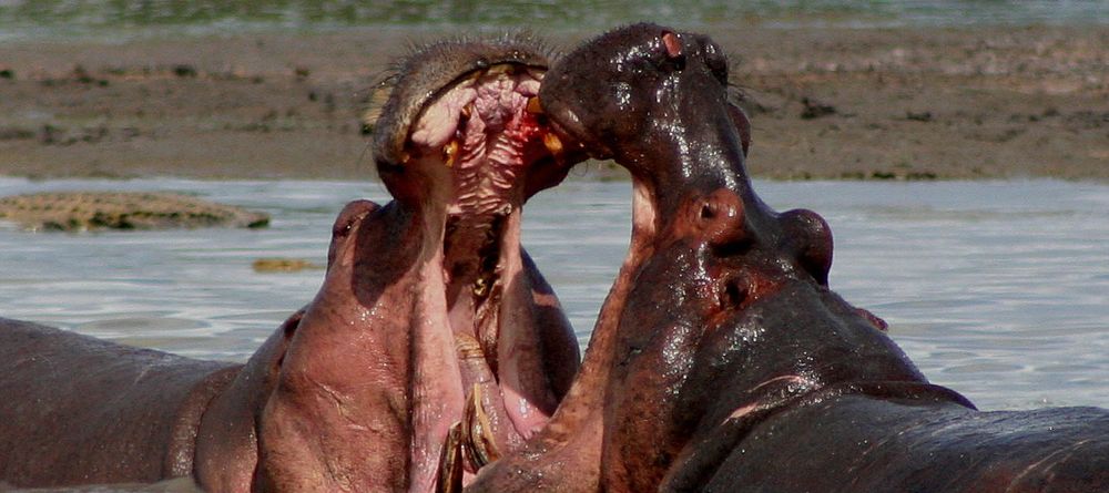 Hippos at Selous Impala Camp, Selous National Park, Tanzania - Image 31