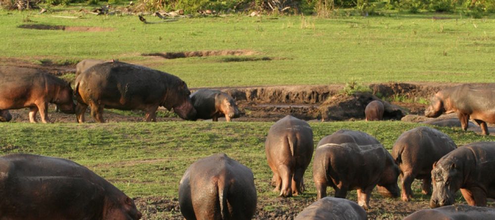 Hippos gathering on the bank at Katuma Bush Camp, Katavi National Park, Tanzania - Image 7