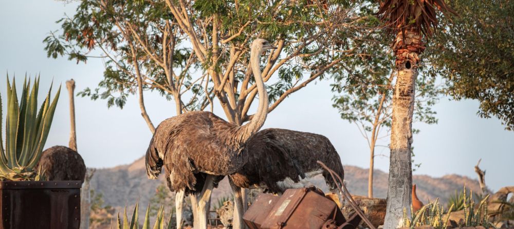 Ostriches - Image 4